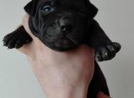 Inzercia psov: APBT Puppies with supe...