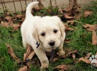 Inzercia psov: Šteniatka Labradora