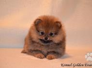 Inzercia psov: Pomeranian-prodám štěň...