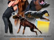 Inzercia psov: Dobrman - štěňata s PP