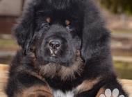 Inzercia psov: Tibetská doga - štěně ...