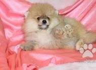 Inzercia psov: Pomeranian Boo