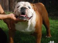 Inzercia psov: Anglický buldog -bulldog