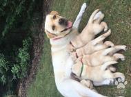 Inzercia psov: Predám fenky Labradora