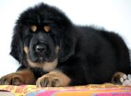 Inzercia psov: Tibetská doga - štěňát...