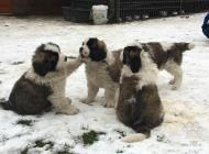 Inzercia psov: Moskevský strážní pes