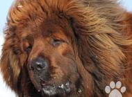 Inzercia psov: Tibetská doga červená ...