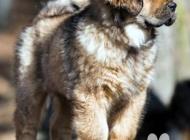 Inzercia psov: Tibetská doga štěňata ...