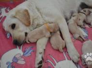Inzercia psov: Labrador - žlté štenia...