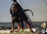 Inzercia psov: Black and Tan Coonhound