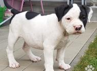 Inzercia psov: American bully s PP ABKC