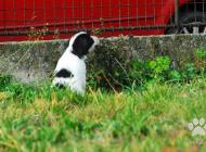 Inzercia psov: Tibetský teriér - štěň...