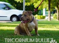 Inzercia psov: Tricornium bulliez