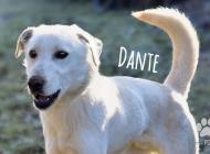 Inzercia psov: Dante, zlomená dušička