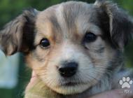 Inzercia psov: Šteniatka na adopciu