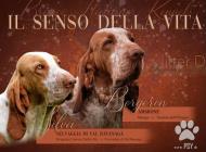 Inzercia psov: BRACCO ITALIANO - štěňata