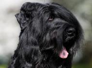 Inzercia psov: Čierny teriér - štenia...
