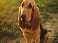 Inzercia psov: Bloodhound