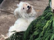 Inzercia psov: Darujem fenku maltezáka