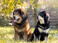 Inzercia psov: Tibetská doga šteňatá ...