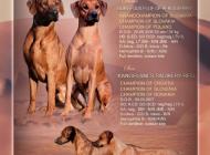 Inzercia psov: šteniatka Rhodesian Ri...