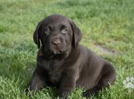 Inzercia psov: Labrador šteniatka s P...