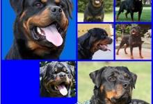 Inzercia psov: rottweiler  /  rotvajler štěňátka s PP