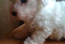 Inzercia psov: Bílý boloňský psík s PP - ODBĚR IHNED