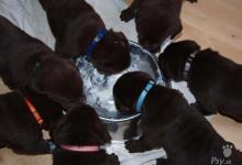 Inzercia psov: LABRADOR RETRIEVER čokoládové šteniatka