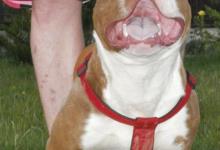 Inzercia psov: Americký pit bull terier red nose s PP