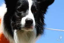 Inzercia psov: Borderská kólia, Boder collie, pes ke krytí