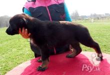 Inzercia psov: německý ovčák - štěňata s PP