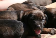 Inzercia psov: Predám šteňata bavorského farbiara