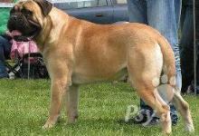 Inzercia psov: Bullmastif šteniatka