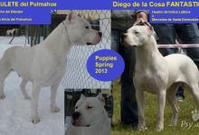 Inzercia psov: Dogo Argentino pejsek s PP