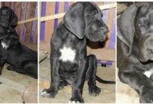Inzercia psov: Nemecka doga čierna štenatá na predaj