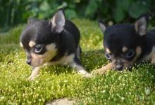 Inzercia psov: mini fenky čivavi krátkosrsté
