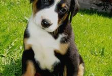 Inzercia psov: Predám šteniatka s PP -appenzellský salašnícky pes