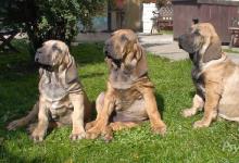 Inzercia psov: Brazilská fila, TOP štěňata s PP, registrovaný FCI