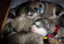 Inzercia psov: Aljašský malamut-šteniatka
