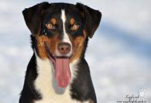 Inzercia psov: Appenzellský salašnický pes