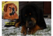 Inzercia psov: štěňata tibetské dogy s PP