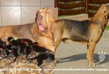Inzercia psov: bloodhound steniatka