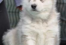 Inzercia psov: Aljašský malamut šteniatka s PP