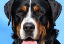 Inzercia psov: Veľký švajčiarsky salašnícky pes - krytie