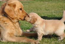 Inzercia psov: nádherné šteniatka zlatého retrievera