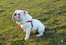Inzercia psov: Anglický Bulldog bielej farby na krytie