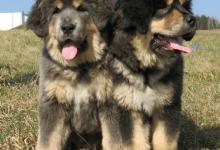 Inzercia psov: Tibetska doga