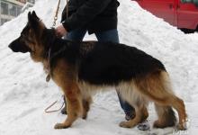 Inzercia psov: dlhosrstý nemecký ovčiak