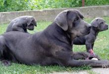 Inzercia psov: Predam šteniatka cane corso